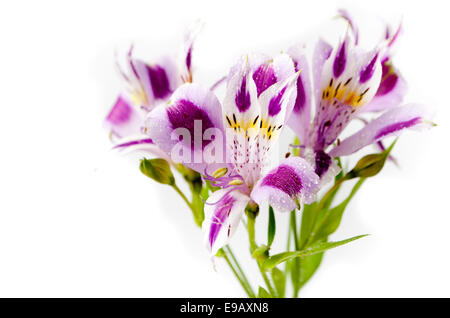 Alstroemeria Blumenstrauß isoliert auf weiß Stockfoto