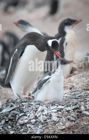 Gentoo Penguin (Pygoscelis Papua) und Küken auf dem Nest, Hannah Punkt Livingston Island, Süd-Shetland-Inseln, Antarktis Stockfoto