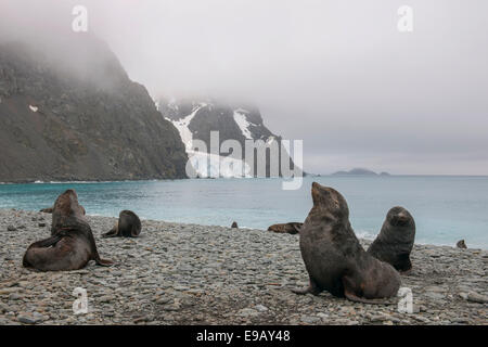 Antarktischen Seebären (Arctocephalus Gazella), eine Gruppe von Bullen an einem Strand an der argentinischen Base Orcadas Forschungsstation Stockfoto