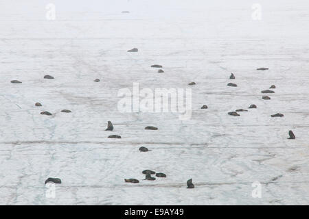 Antarktischen Seebären (Arctocephalus Gazella), eine Gruppe von Bullen auf einem Gletscher in der Nähe der argentinischen Base Orcadas Forschungsstation Stockfoto