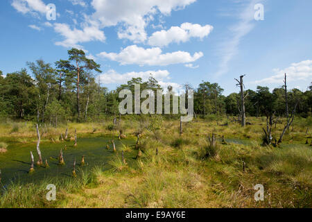 Pietzmoor moor, Naturschutzgebiet Lüneburger Heide, Schneverdingen, Niedersachsen, Deutschland Stockfoto