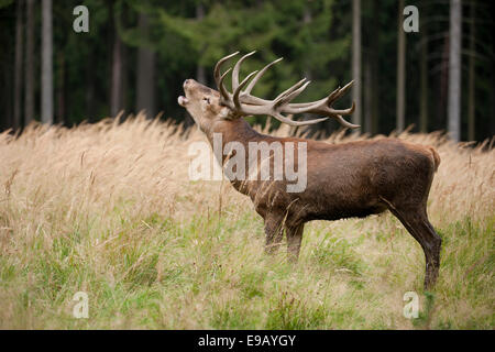 Rothirsch (Cervus Elaphus), Hirsch während der Brunftzeit, Gefangenschaft, Sachsen, Deutschland Stockfoto