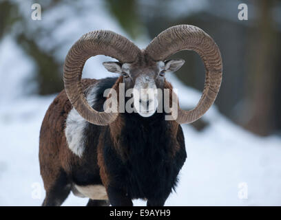 Europäische Mufflon (Ovis Ammon Musimon), ram stehen im Schnee, Gefangenschaft, Sachsen, Deutschland Stockfoto