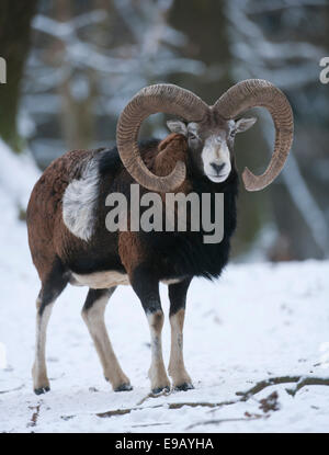 Europäische Mufflon (Ovis Ammon Musimon), ram stehen im Schnee, Gefangenschaft, Sachsen, Deutschland Stockfoto