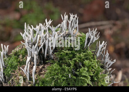 Kerzenständer Pilz, Candlesnuff Pilz, Carbon Geweih oder der Hirsch Horn Pilz (Xylaria Hypoxylon), Baden-Württemberg, Deutschland Stockfoto