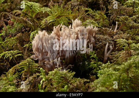 Weiße Koralle Pilz oder Crested CoralFungus (Clavulina Coralloides), Baden-Württemberg, Deutschland Stockfoto