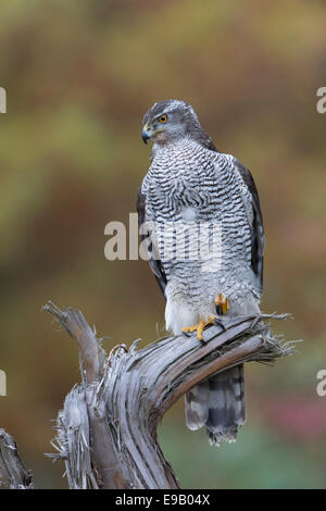 Nördlichen Habicht (Accipiter Gentilis), Baden-Württemberg, Deutschland Stockfoto