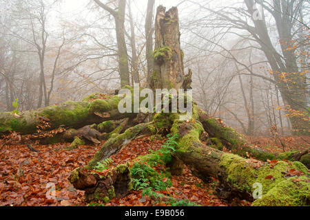 Alten Rotbuche oder Buche (Fagus Sylvatica), alten Wald der Sababurg, Hofgeismar, Nordhessen, Hessen, Deutschland Stockfoto