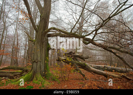 Alten Rotbuche oder Buche (Fagus Sylvatica), alten Wald der Sababurg, Hofgeismar, Nordhessen, Hessen, Deutschland Stockfoto