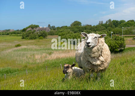 Schafe (Ovis Orientalis Aries), weibliche mit Lamm stehend auf dem Deich, in der Nähe von Osterende, Sylt, Schleswig-Holstein, Deutschland Stockfoto