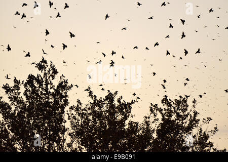 Vogelschwarm, Stare (Sturnus Vulgaris) rund um ihren schlafenden Baum, Italien Stockfoto