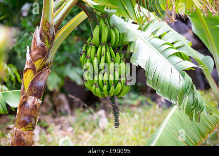 Bündel Bananen auf eine Bananenstaude, Bananenplantage, Casa de la Seda, La Gomera, Kanarische Inseln, Spanien Stockfoto