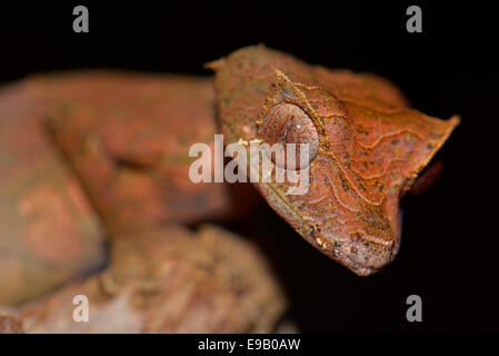 Satanische Blatt-tailed Gecko (Uroplatus Phantasticus), Ranomafana Nationalpark, Madagaskar Stockfoto