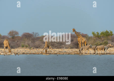 Giraffen und Zebras an der Wasserstelle, Giraffe (Giraffa Camelopardis) und Burchell Zebra (Equus Quagga Burchellii) Stockfoto