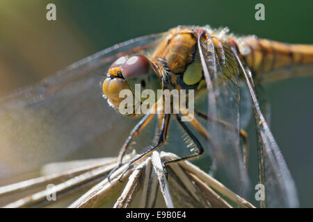 Gemeinsamen Darter (Sympetrum Vulgatum), Weiblich, Sitzstangen, South Wales, Vereinigtes Königreich Stockfoto