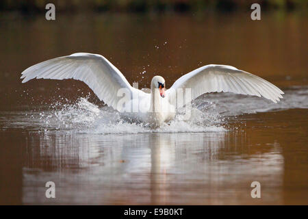 Höckerschwan (Cygnus Olor) Landung auf Wasser, Nordhessen, Hessen, Deutschland Stockfoto