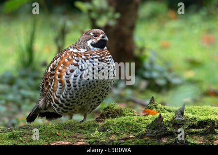 Hazel Grouse (Bonasa Bonasia), Männlich, Outdoor-Gehäuse, Nationalpark Bayerischer Wald, Bayern, Deutschland Stockfoto