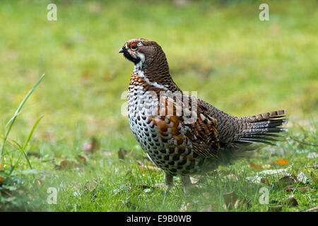 Hazel Grouse (Bonasa Bonasia), Männlich, Outdoor-Gehäuse, Nationalpark Bayerischer Wald, Bayern, Deutschland Stockfoto