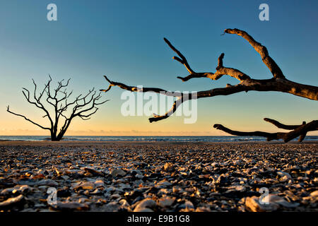 Treibholz Bäume gegen den Sonnenaufgang am Strand von Boneyard Botany Bay Plantation 16. Oktober 2014 in Edisto Island, South Carolina. Jedes Jahr 144.000 Kubikellen Sand wird mit den Wellen am Strand und Nearshore erodieren Küstenwald entlang der Strandpromenade weggewaschen. Stockfoto