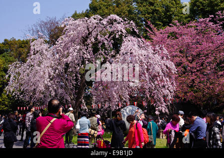 Shidarezakura (weinend Kirsche) Baum in voller Blüte am Eingang des Ueno-Park in Tokio, Japan Stockfoto