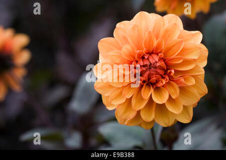 Orange Dahlia in eine krautige Grenze wachsen. Stockfoto