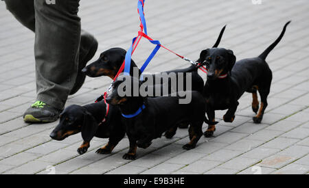 Brno, Tschechische Republik. 23. Oktober 2014. Der European Dog Show für Hunde aller Rassen beginnt in Brünn, Tschechien am Donnerstag, 23. Oktober 2014. Bildnachweis: Vaclav Salek/CTK Foto/Alamy Live-Nachrichten Stockfoto