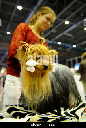 Brno, Tschechische Republik. 23. Oktober 2014. Der European Dog Show für Hunde aller Rassen beginnt in Brünn, Tschechien am Donnerstag, 23. Oktober 2014. Bildnachweis: Vaclav Salek/CTK Foto/Alamy Live-Nachrichten Stockfoto