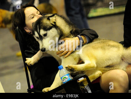 Brno, Tschechische Republik. 23. Oktober 2014. Der European Dog Show für Hunde aller Rassen beginnt in Brünn, Tschechien am Donnerstag, 23. Oktober 2014. Bildnachweis: Vaclav Salek/CTK Foto/Alamy Live-Nachrichten Stockfoto