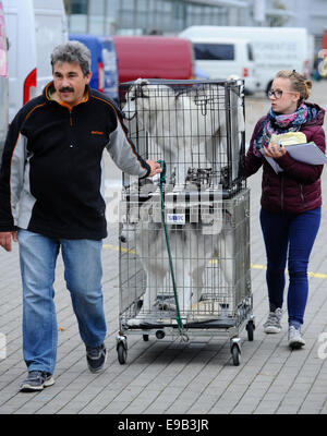 Brno, Tschechische Republik. 23. Oktober 2014. Der European Dog Show für Hunde aller Rassen beginnt in Brünn, Tschechien am Donnerstag, 23. Oktober 2014. Bildnachweis: Vaclav Salek/CTK Foto/Alamy Live-Nachrichten Stockfoto