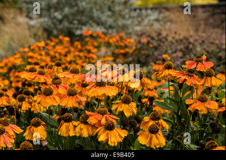 Helenium Sahins frühen Blumen. Stockfoto