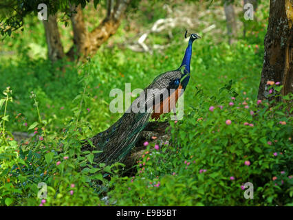 Pfau in grün Stockfoto