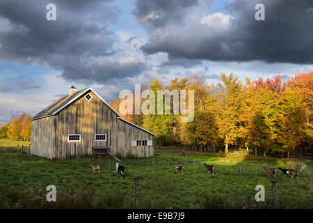 West Hill Ziegenhof im Herbst in der Nähe von stowe Vermont usa Stockfoto