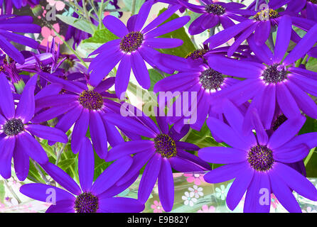 Lila Senetti Pericallis Hybrid Blumen Stockfoto