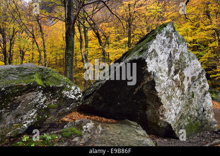 Moos und Flechten bedeckt scharfen Felsen im Herbst mit gelben Bäume im Schmuggler Notch State Park in der Nähe von Stowe Vermont USA mit Herbst Baum Laub Stockfoto