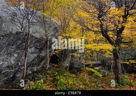Gelb-Birke und Ahorn Bäume unter Felsbrocken im Herbst im Schmuggler Notch State Park in der Nähe von Stowe Vermont USA mit Herbst Baum Laub Stockfoto