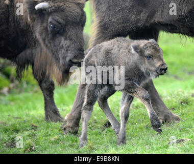 Zoo Pilsen, Tschechische Republik. 23. Oktober 2014. Europäische Holz Bisons (Bison Bonasus) Kalb geboren im Zoo Pilsen, Tschechische Republik, vor fünf Tagen 23. Oktober 2014. Bildnachweis: Petr Eret/CTK Foto/Alamy Live-Nachrichten Stockfoto