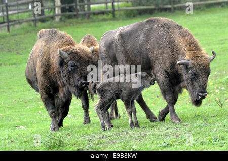 Zoo Pilsen, Tschechische Republik. 23. Oktober 2014. Europäische Holz Bisons (Bison Bonasus) Kalb geboren im Zoo Pilsen, Tschechische Republik, vor fünf Tagen 23. Oktober 2014. Bildnachweis: Petr Eret/CTK Foto/Alamy Live-Nachrichten Stockfoto