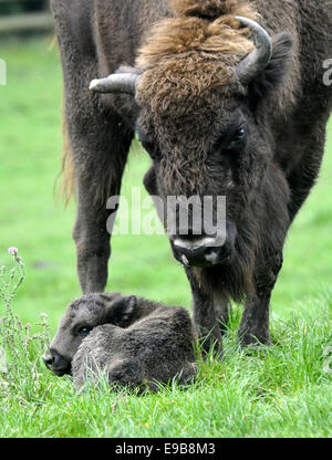 Zoo Pilsen, Tschechische Republik. 23. Oktober 2014. Europäische Holz Bisons (Bison Bonasus) Kalb geboren im Zoo Pilsen, Tschechische Republik, vor fünf Tagen 23. Oktober 2014. Bildnachweis: Petr Eret/CTK Foto/Alamy Live-Nachrichten Stockfoto