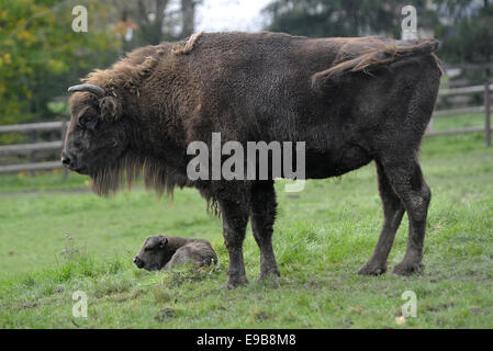 Zoo Pilsen, Tschechische Republik. 23. Oktober 2014. Europäische Holz Bisons (Bison Bonasus) Kalb geboren im Zoo Pilsen, Tschechische Republik, vor fünf Tagen 23. Oktober 2014. Bildnachweis: Petr Eret/CTK Foto/Alamy Live-Nachrichten Stockfoto