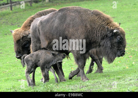 Zoo Pilsen, Tschechische Republik. 23. Oktober 2014. Europäische Holz Bisons (Bison Bonasus) Kalb geboren im Zoo Pilsen, Tschechische Republik, vor fünf Tagen 23. Oktober 2014. Bildnachweis: Petr Eret/CTK Foto/Alamy Live-Nachrichten Stockfoto