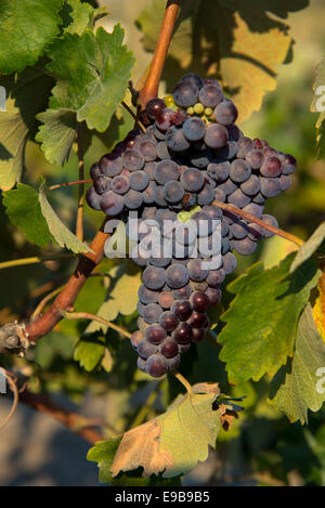 blaue Trauben im Weinberg in Milos Griechenland Stockfoto