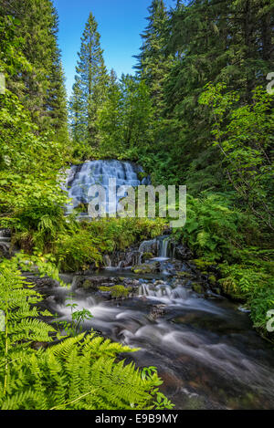 Wasserfall am Salmon Creek unter oberen Salmon Lake, Waldo Lake Wilderness, Willamette National Forest, Oregon. Stockfoto