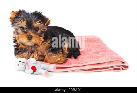 Yorkshire Terrier Welpen auf Rosa Teppich mit Spielzeug isoliert auf weißem Hintergrund. Stockfoto