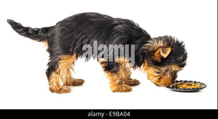 Welpe Yorkshire-Terrier stehend und Essen vom Futternapf.  2 Monate alt, isoliert auf weißem Hintergrund. Stockfoto