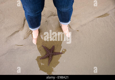 Ein Seestern auf Indian Beach, Oregon Stockfoto