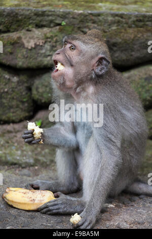 [Affe Banane essen], "Long-tailed Macaque" "Macaca Fascicularis", [Ubud Monkey Wald], Bali, Indonesien Stockfoto