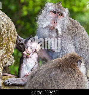 [Affenbaby] und Mutter, "Langschwanzmakaken" "Macaca Fascicularis", [Ubud Monkey Wald], Bali, Indonesien Stockfoto