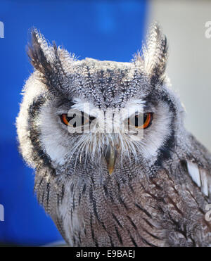 Nahaufnahme einer Zwergohreule Eule Stockfoto