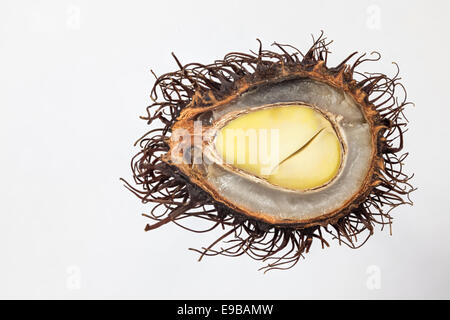 Rambutan, nephelium lappaceum, im westlichen Tiefland Malaysia gefunden: Auch in Südostasien, Sri Lanka, Sansibar,. im Zusammenhang mit Lychee Stockfoto