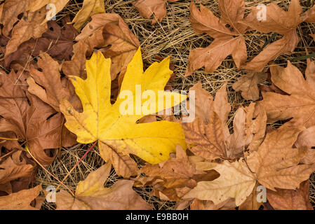 Unten Ahornblätter auf Waldboden im Herbst; Mount Pisgah Arboretum, Willamette Valley, Oregon. Stockfoto